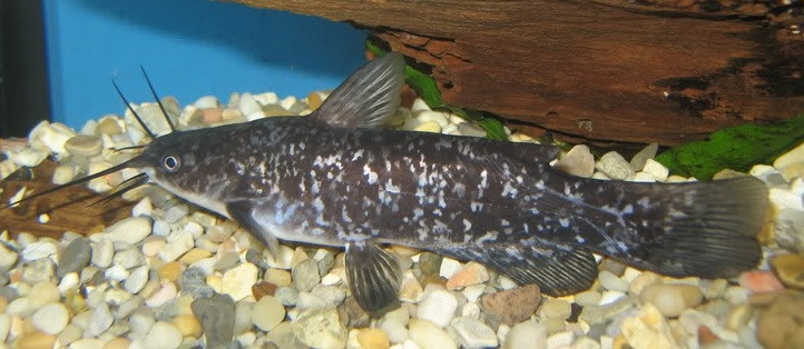 Spotted Bullhead Catfish - TRiN’s Tropical Fish