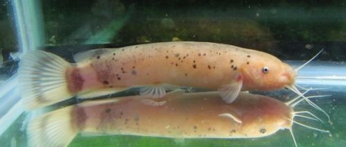 Electric Catfish - TRiN’s Tropical Fish