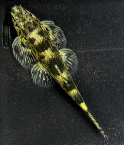 Homaloptera mahanadiensis