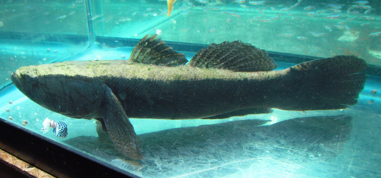 goldfish cold water fish