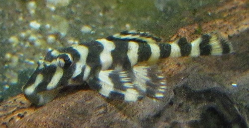 Butterfly Pleco L-52