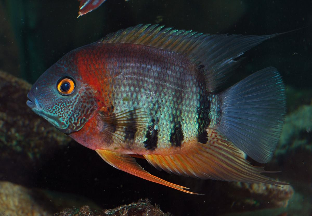 rotkeil severum care
