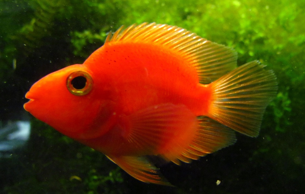 Purple Parrot Cichlid
