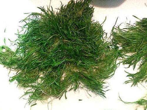 12x12 micro sword mat live freshwater aquarium plant trin s