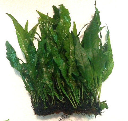 3x5 Java Fern Mat Live Freshwater Aquarium Plant Trin S Tropical