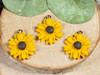 Golden Yellow Sunflowers in full bloom