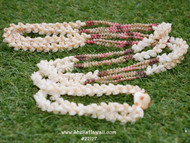 40 1/2” double strand Momi & Kahelelani shell necklace/Niihau shell necklace/lei #22127