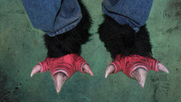 Scavenger Vulture Bird Feet Shoes Halloween Costume Talons Claws Accessories shoe covers