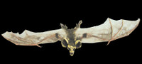 32" Hanging Flying Brown Bat w/ Skull Head Halloween Prop