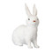 Miffy our Lifelike White Rabbit