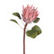 Pink Protea King Flower