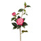 Fuschia Camellia Stem