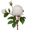 White English Cabbage Rose  -