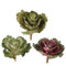 Cabbage Pick (3 Colours)