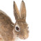 Easter  Wildlife Leaping Hare Decor
