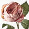 Dusty Pink Rose English