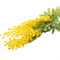 Yellow Mimosa Spray Decor