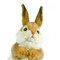 Brown White Easter Bunny Rabbit