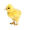 Yellow Baby Easter Chick