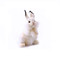 Adorable White Standing Rabbit
