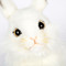 Adorable Close-up White Standing Rabbit