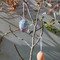 Hanging Glass Melt Egg Purple