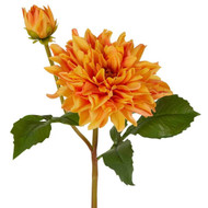 Orange Dahlia Flower Stem