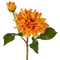 Orange Dahlia Flower Stem