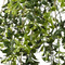 Hanging Mistletoe Bush