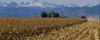 THE BIOFUELS GLOBAL MARKET OUTLOOK 2017-2021
