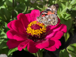 American Painted Lady on Zinnia 'Meteor'.