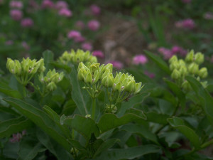 Spider Milkweed