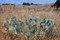 Woolly Milkweed, Asclepias vestita