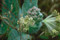 Woolly Milkweed, Asclepias vestita