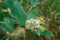 Woolly Milkweed, Asclepias vestita