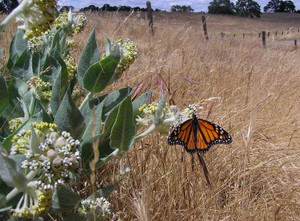 Woolly Milkweed, Asclepias vestita