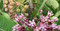 Common Milkweed, Asclepias syriaca