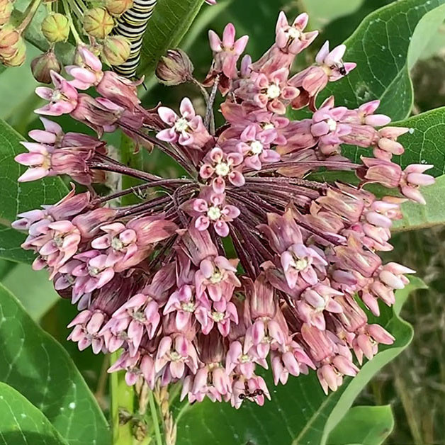 Common Milkweed 25 SEEDS Butterfly Host Plant Asclepias syriaca