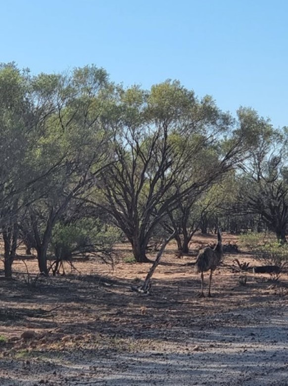 outback-pic-5.jpg