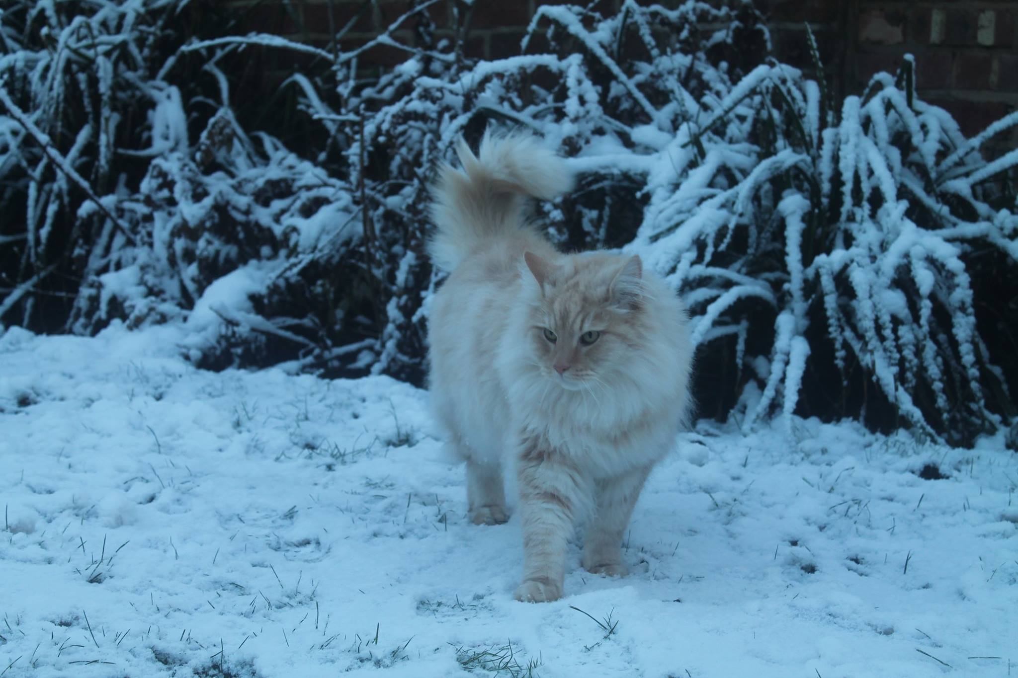 Do Cats Like the Snow? Cat Safety Tips ProtectaPet