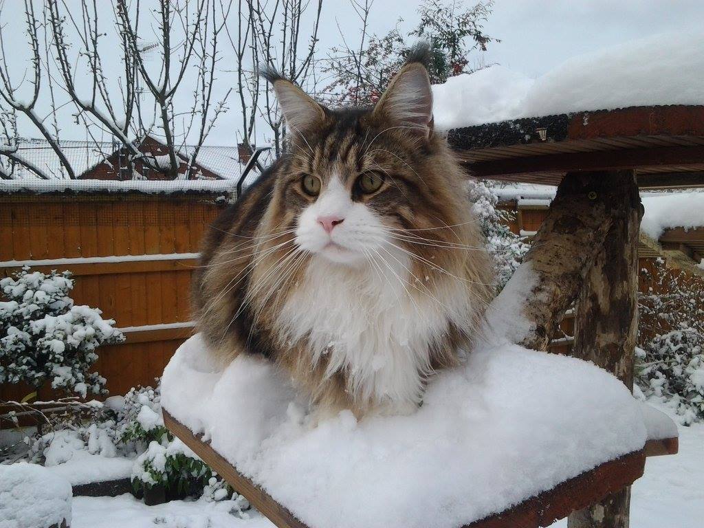 christmas-dinner-and-cats-what-can-they-eat-protectapet