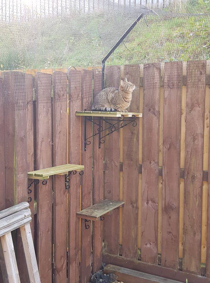 Ways to Help Reduce Aggression Between Neighbourhood Cats ProtectaPet