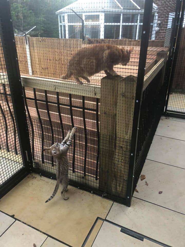 What’s the Lifespan of Outdoor Cats? ProtectaPet