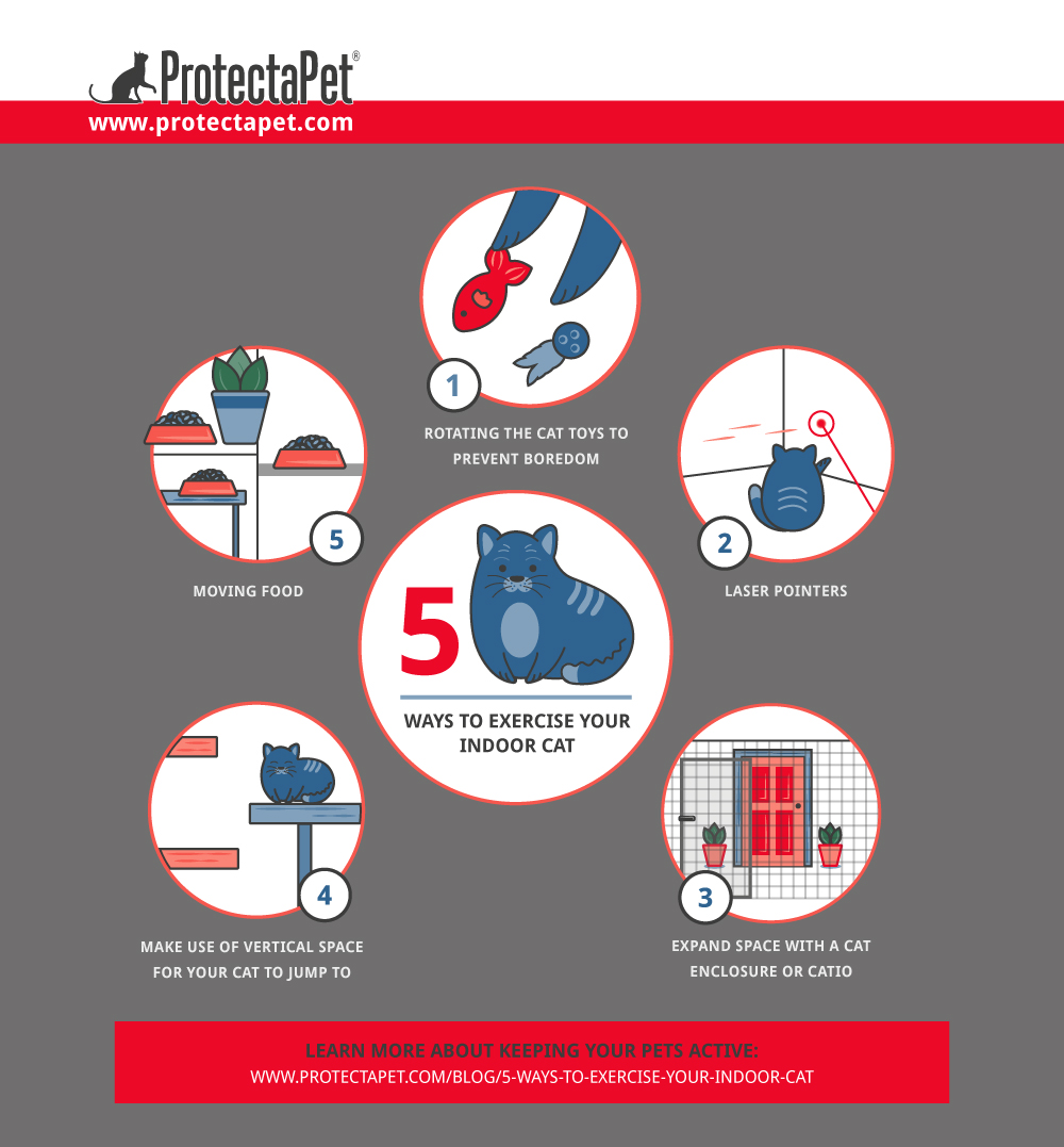 5 Ways to Exercise Your Indoor Cat ProtectaPet