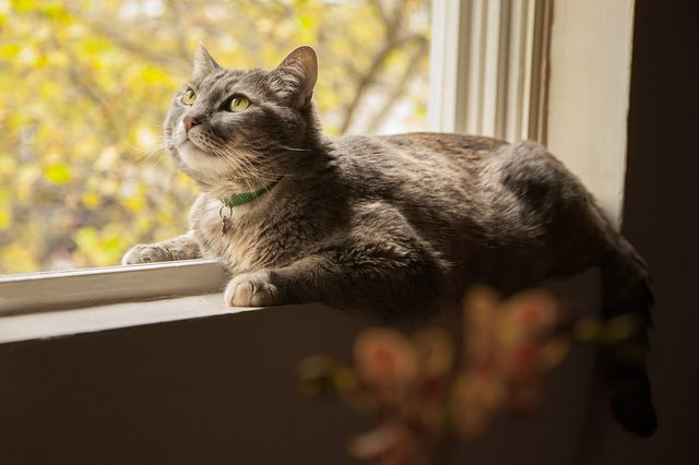 How Can I Stop My Cat from Hunting? - ProtectaPet