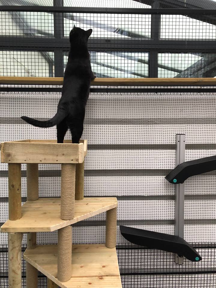 Can You Cat Proof a Garden? ProtectaPet