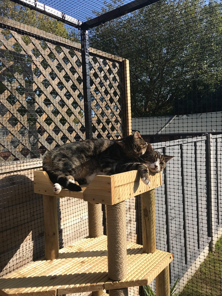 Do Cat Fences Work Protectapet