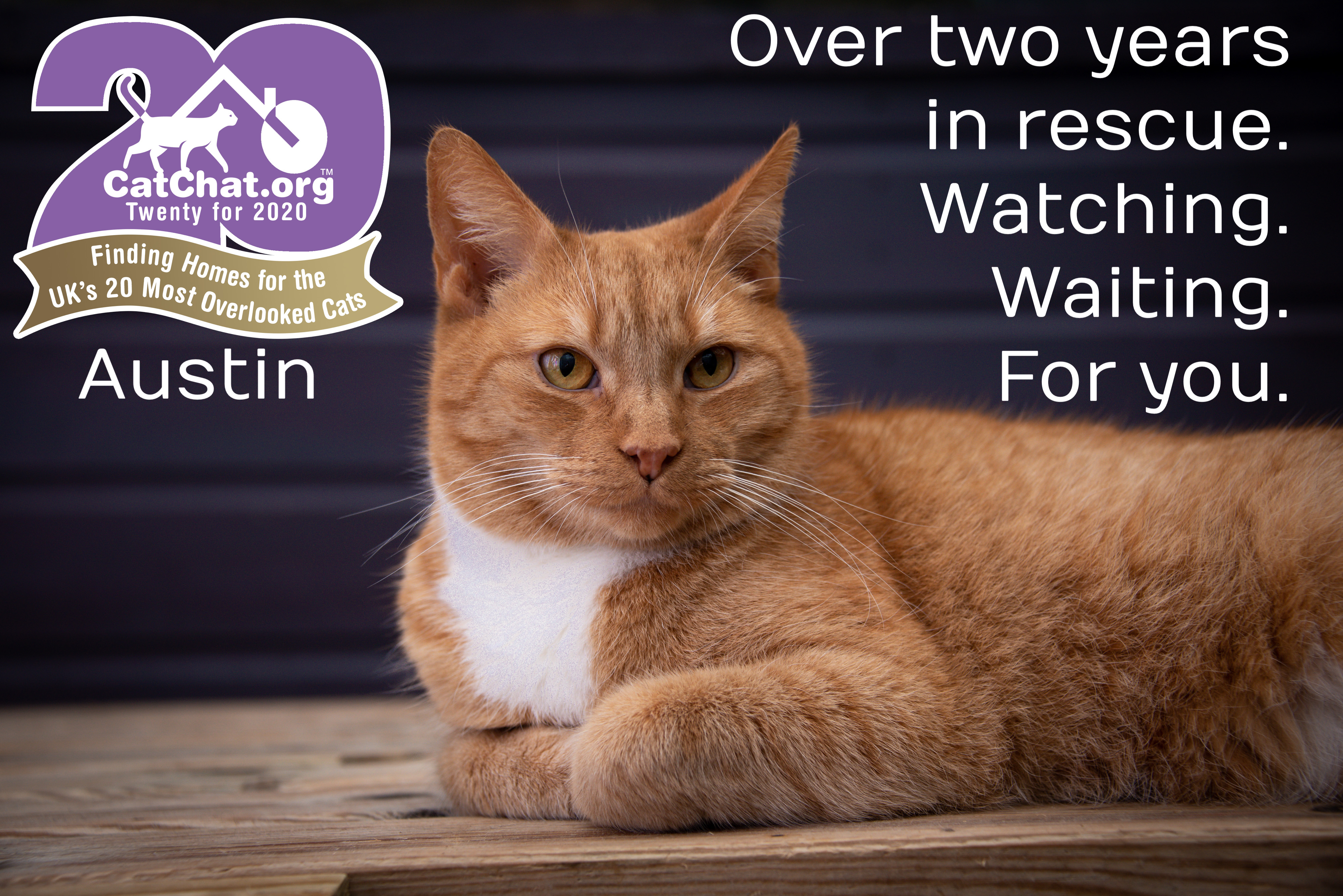 UK Cat Charity Celebrates 20th Anniversary - ProtectaPet