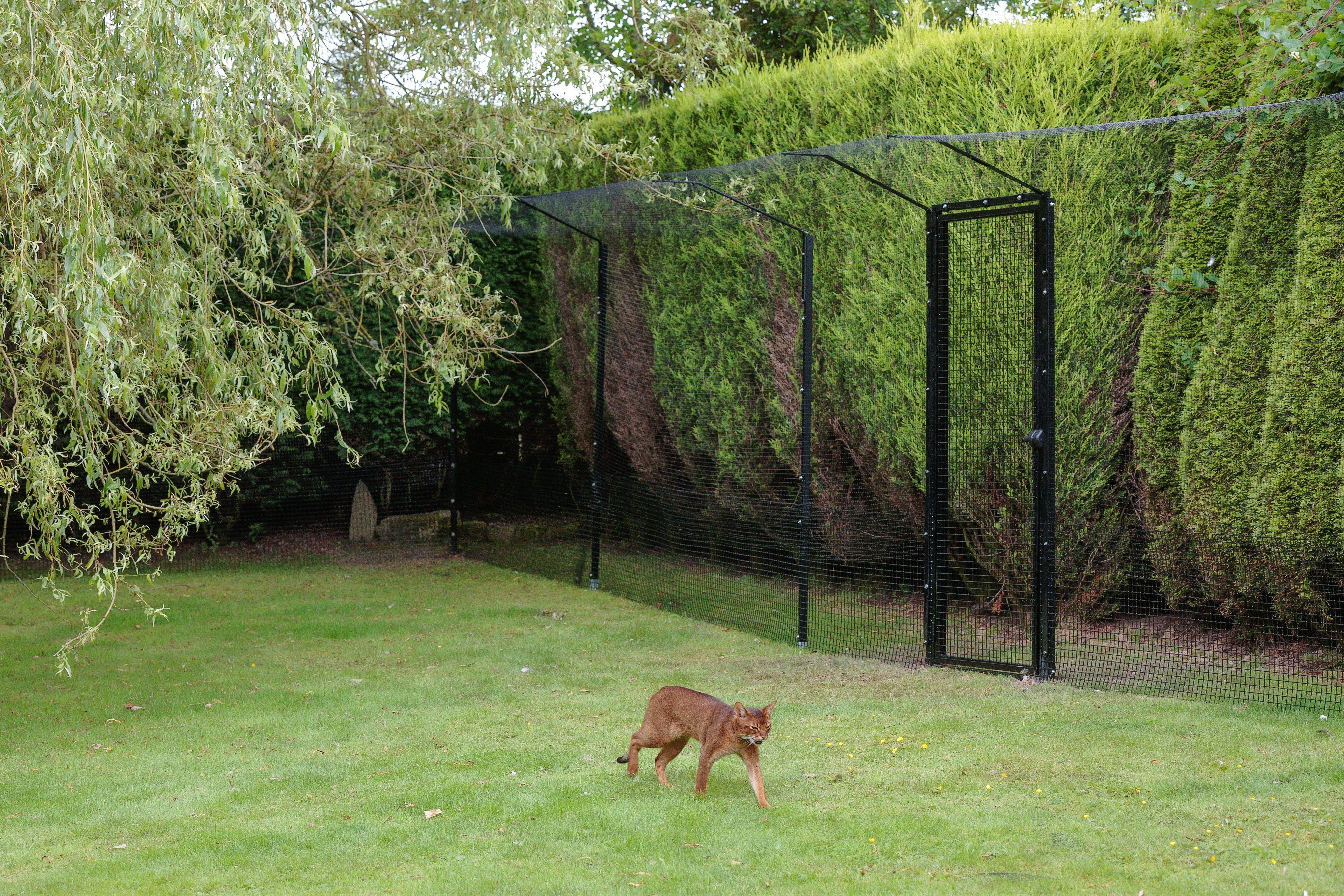 Launch Of DIY ProtectaKit Freestanding Cat Enclosure ProtectaPet launch-of-diy-protectakit-freestanding-cat-enclosure-protectapet