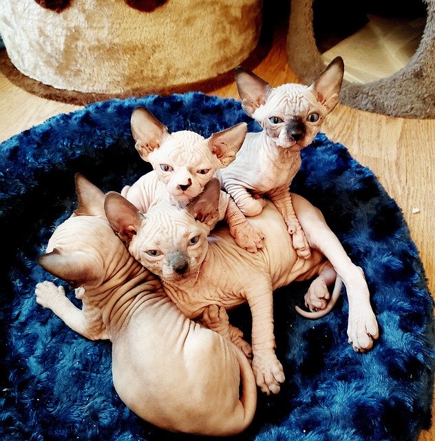Amazing Cat Breeds The Sphynx ProtectaPet